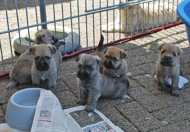 Fynn als Welpe 044.jpg